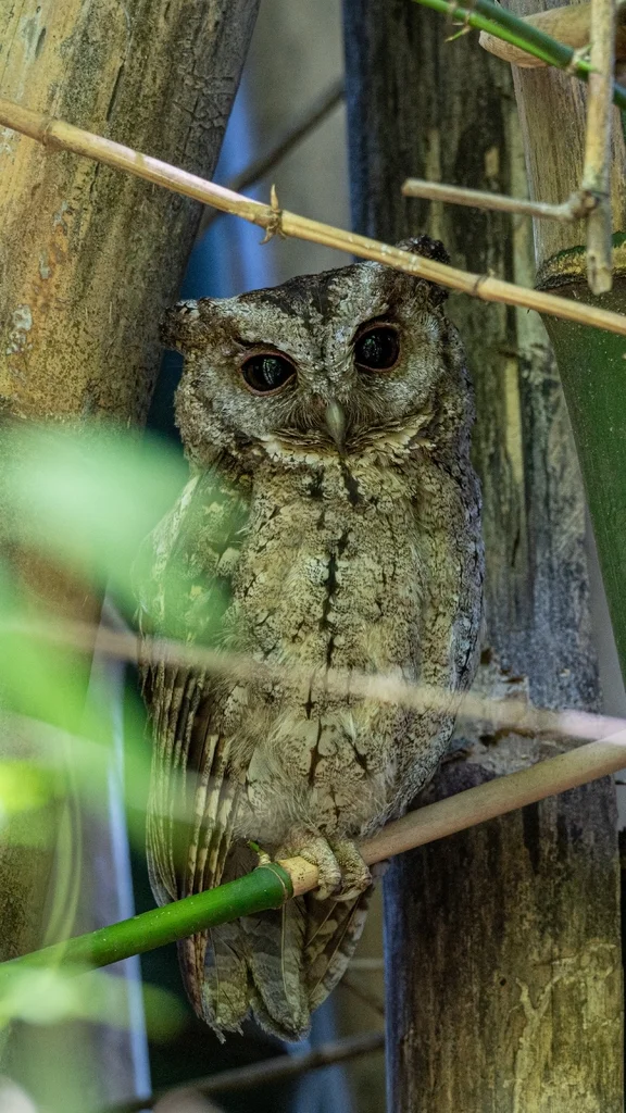 领角鸮(Otus lettia)
