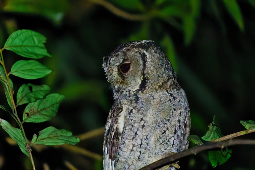 领角鸮(Otus lettia)
