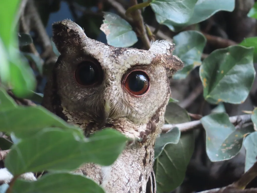 领角鸮(Otus lettia)