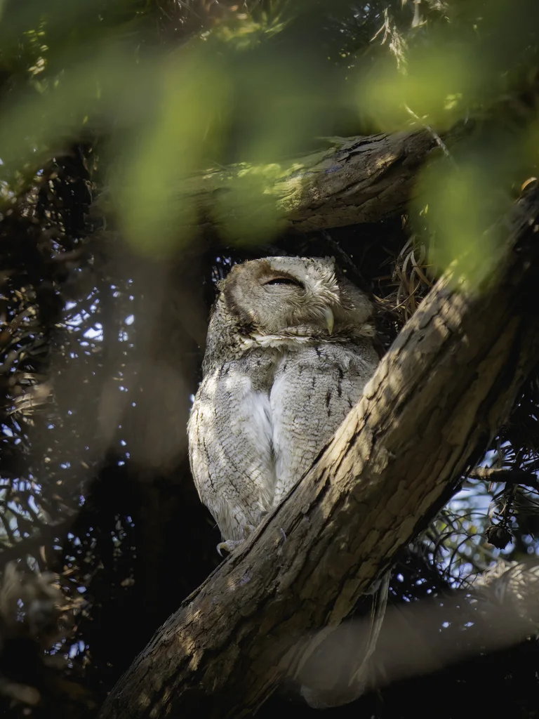 领角鸮(Otus lettia)