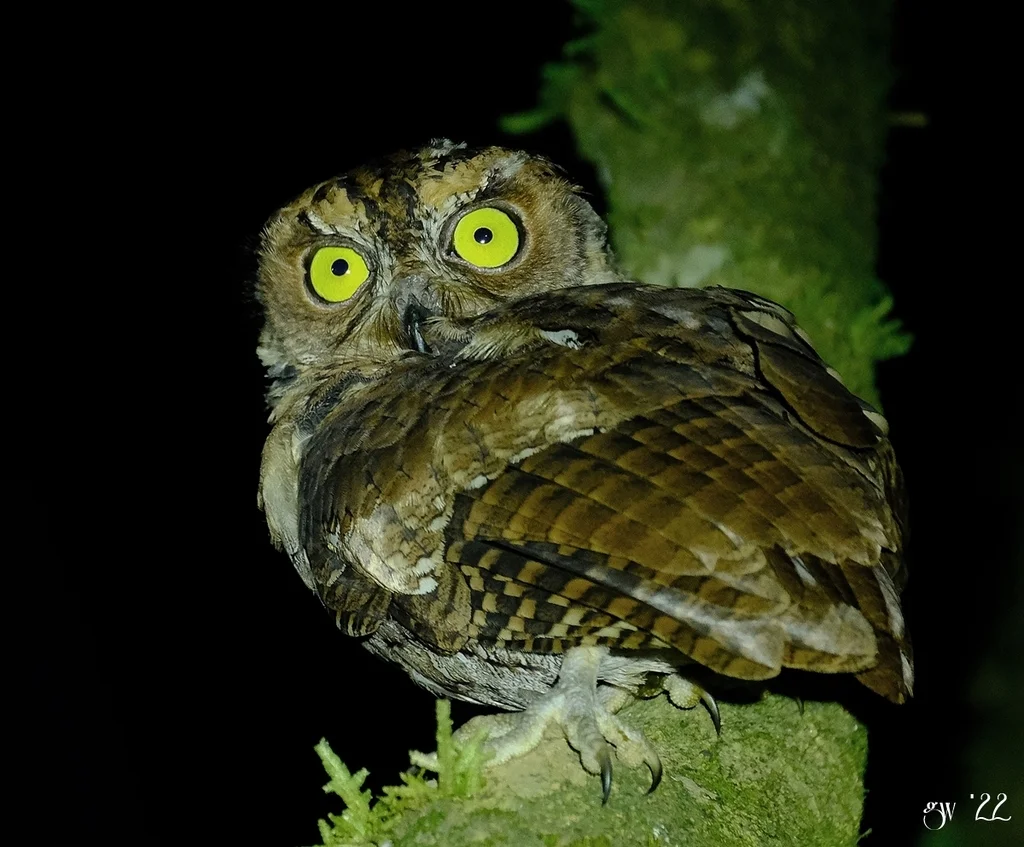 摩鹿加角鸮(Otus magicus)