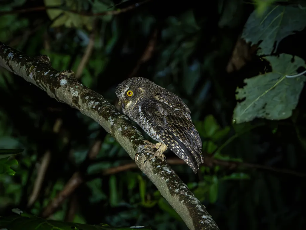 苏拉威西角鸮(Otus manadensis)