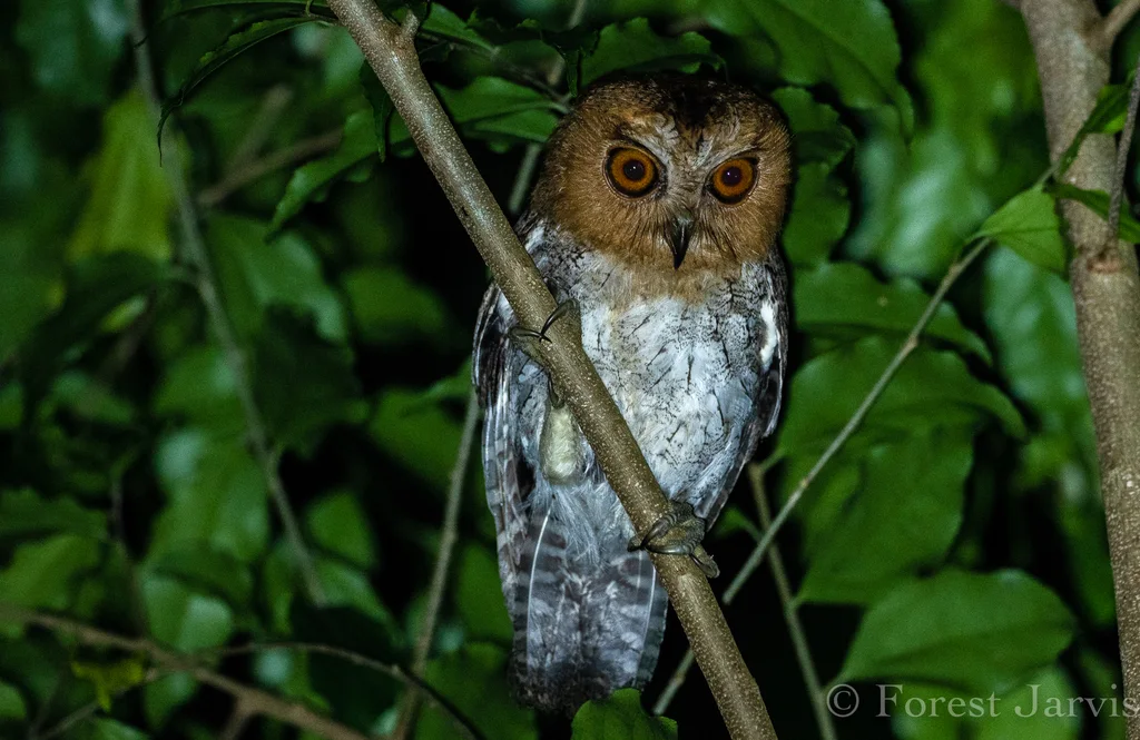 内格罗斯角鸮(Otus nigrorum)