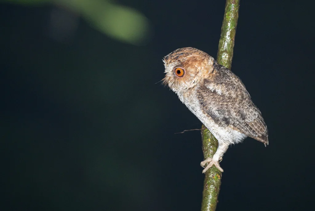 内格罗斯角鸮(Otus nigrorum)