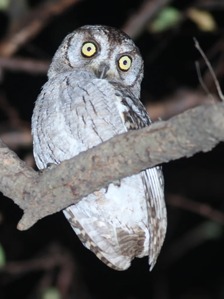 阿拉伯角鸮(Otus pamelae)