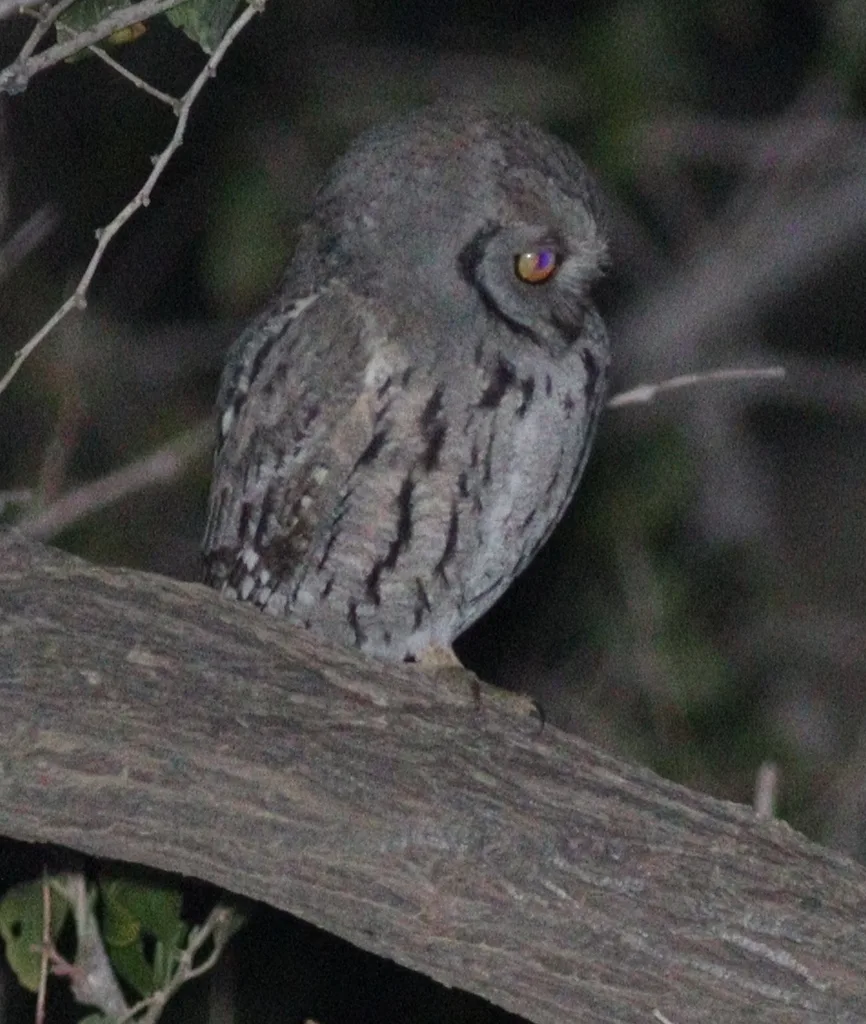 阿拉伯角鸮(Otus pamelae)