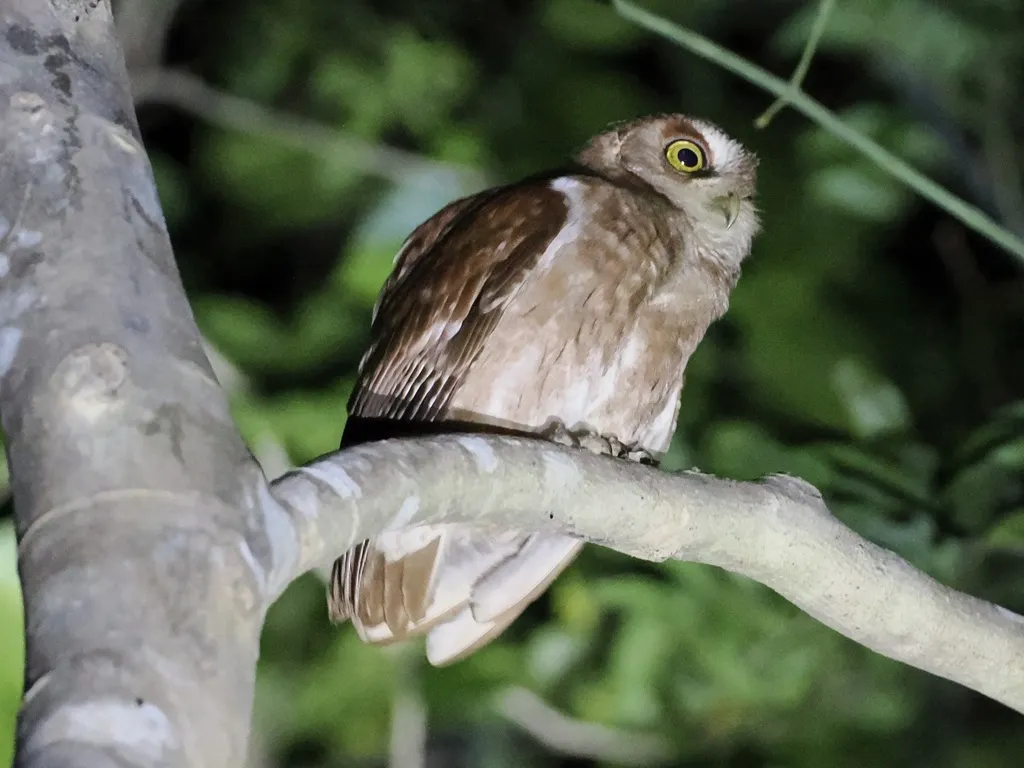 奔巴角鸮(Otus pembaensis)