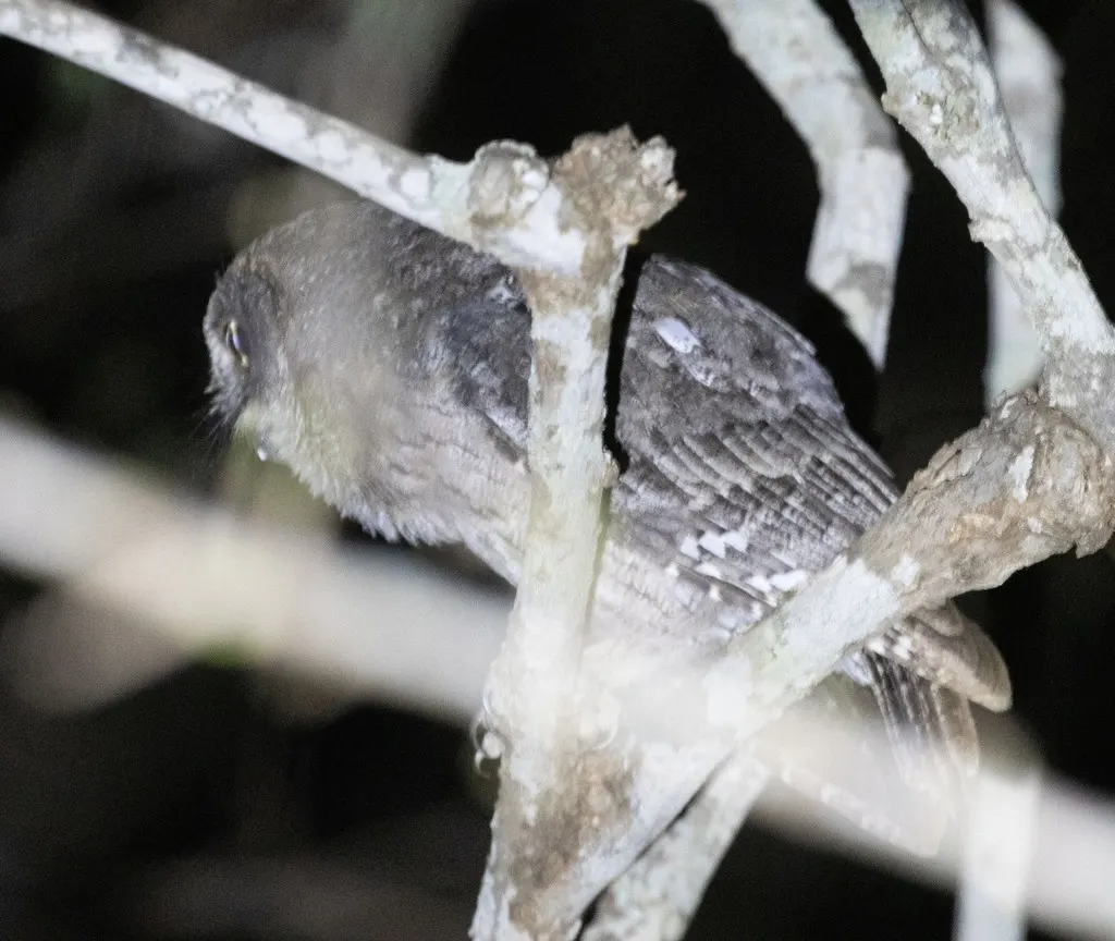 马岛角鸮(Otus rutilus)