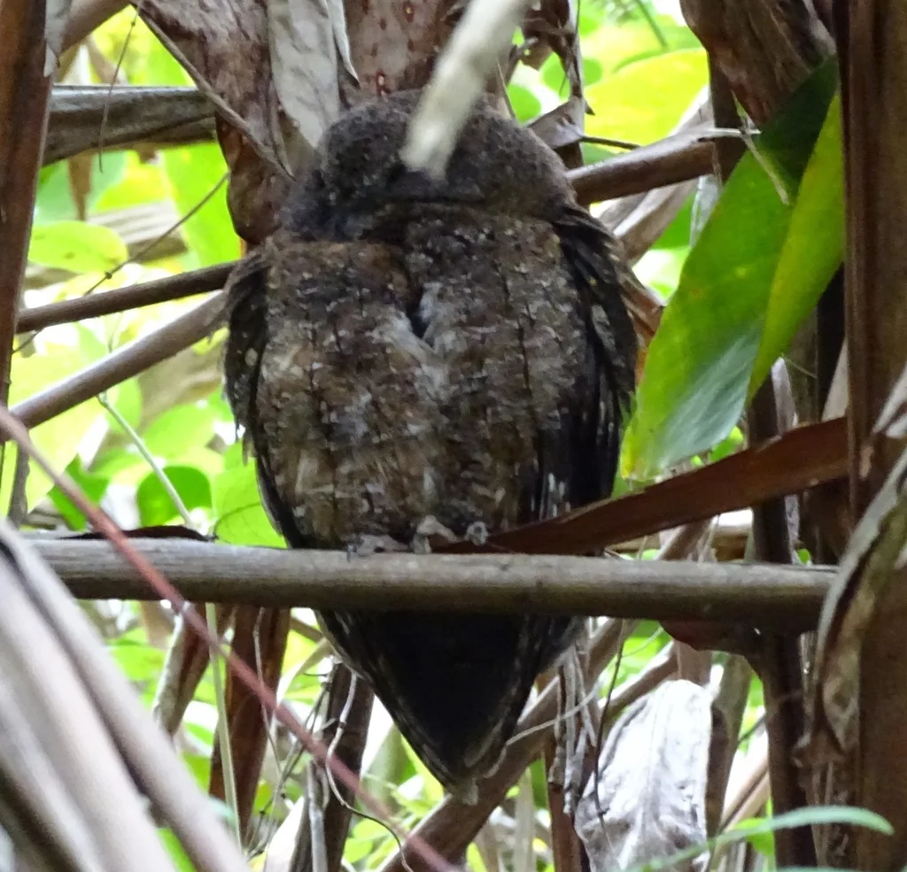 马岛角鸮(Otus rutilus)