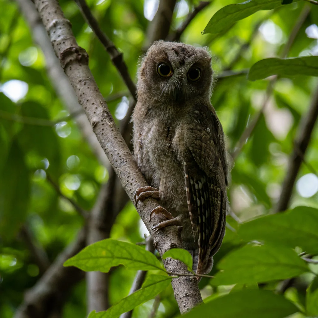 马岛角鸮(Otus rutilus)