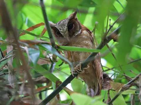 白额角鸮