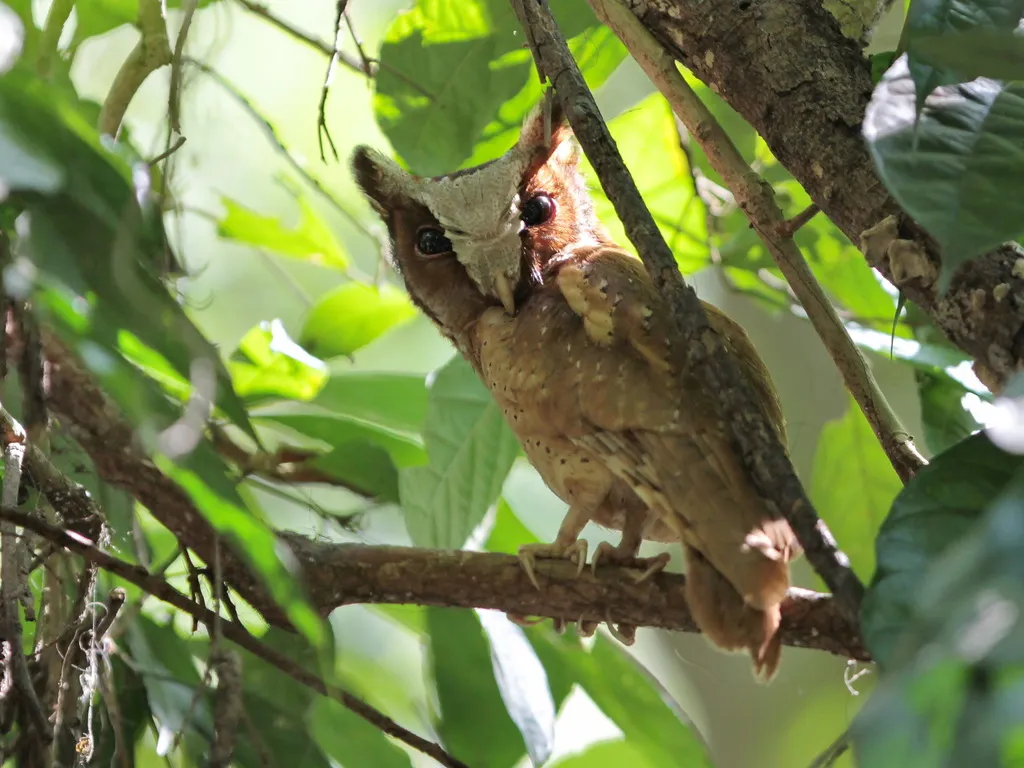 白额角鸮(Otus sagittatus)