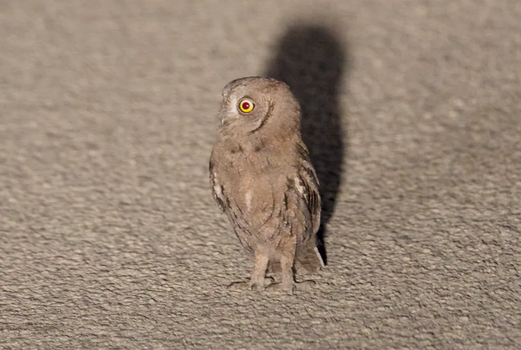 西红角鸮（Otus scops）