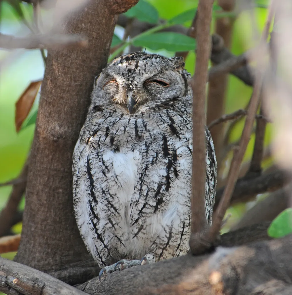 非洲角鸮(Otus senegalensis)