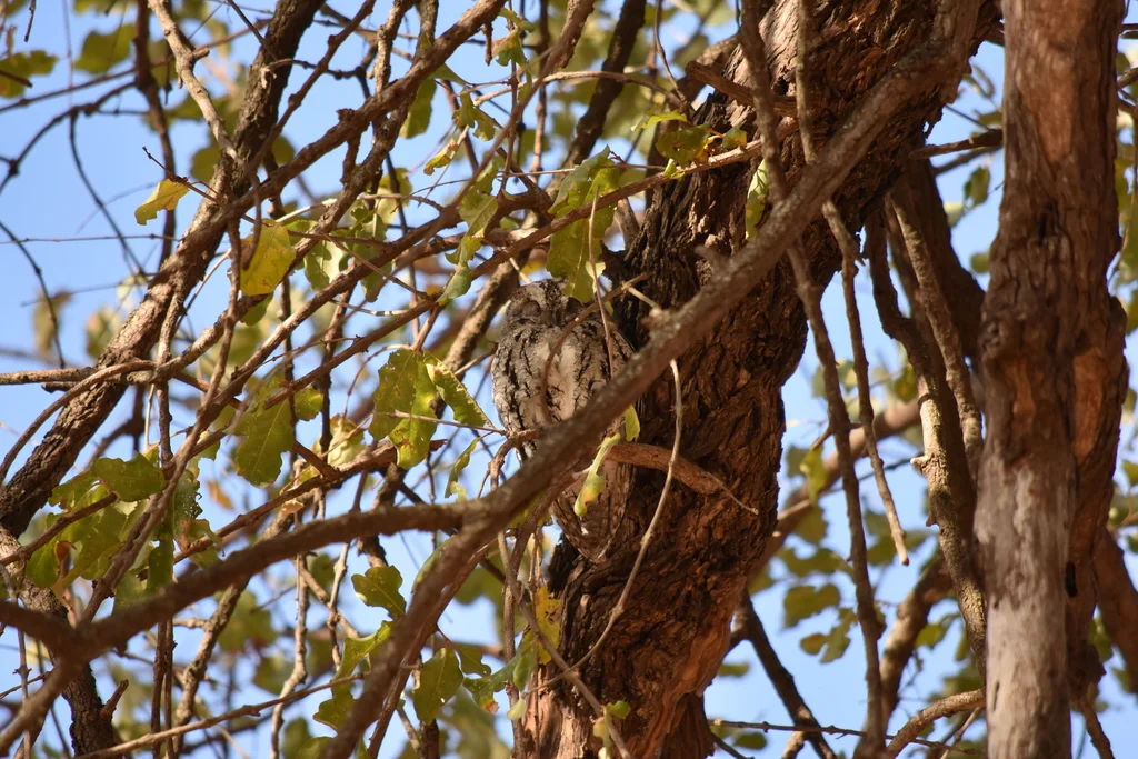 非洲角鸮(Otus senegalensis)