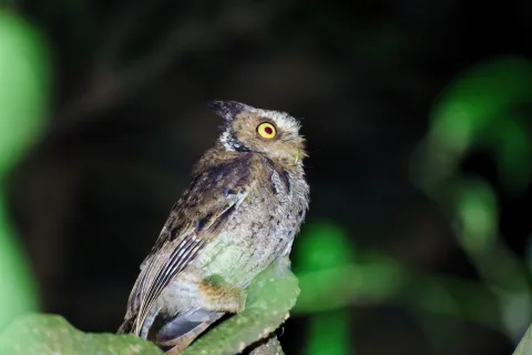 黄嘴角鸮