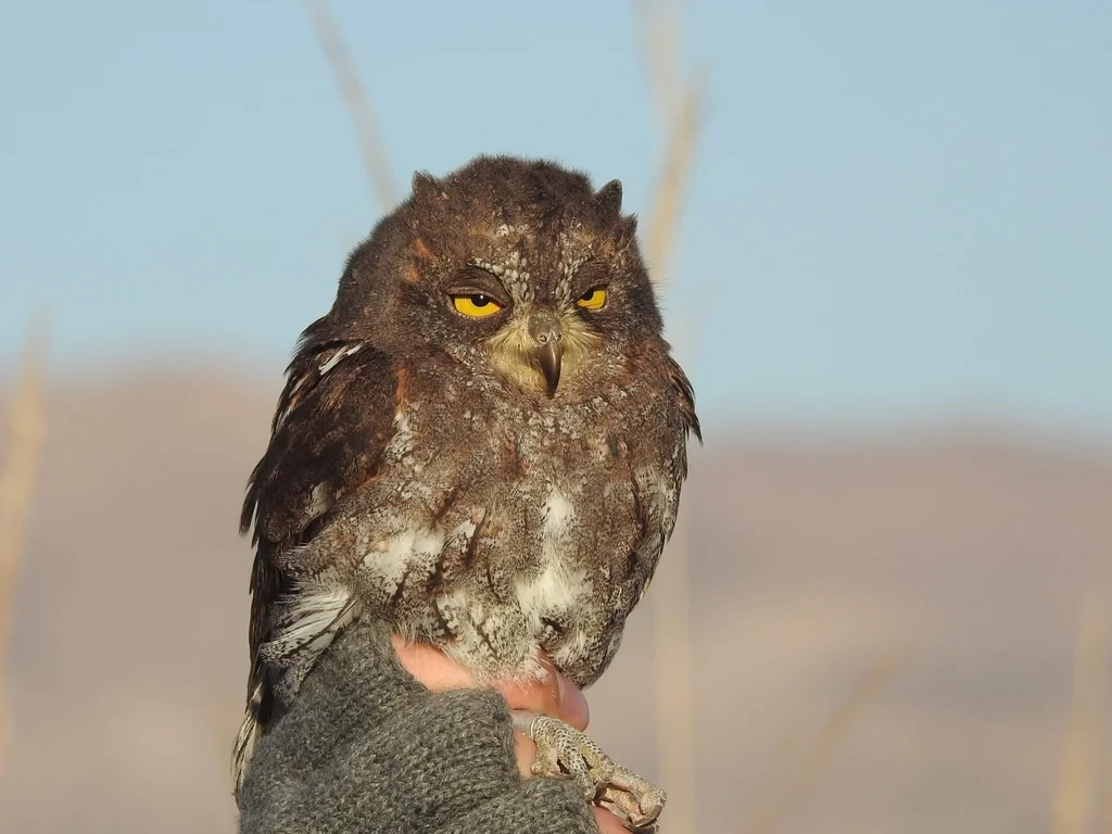 红角鸮(Otus sunia)