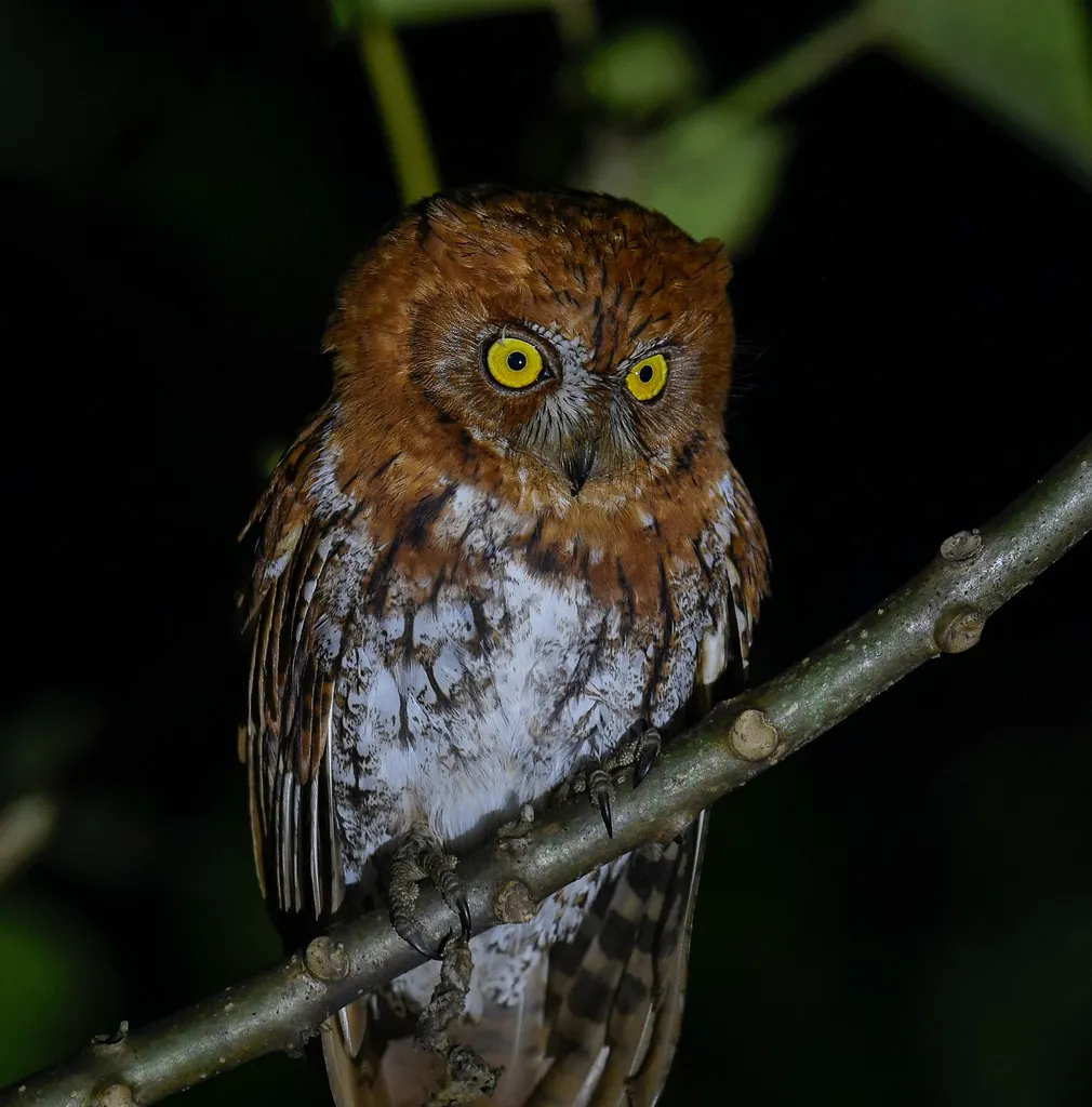 红角鸮(Otus sunia)