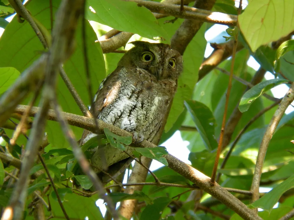 红角鸮(Otus sunia)