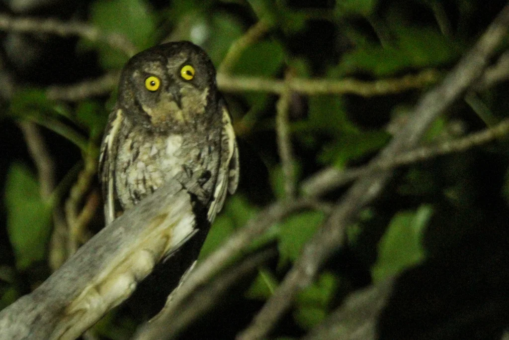 红角鸮(Otus sunia)