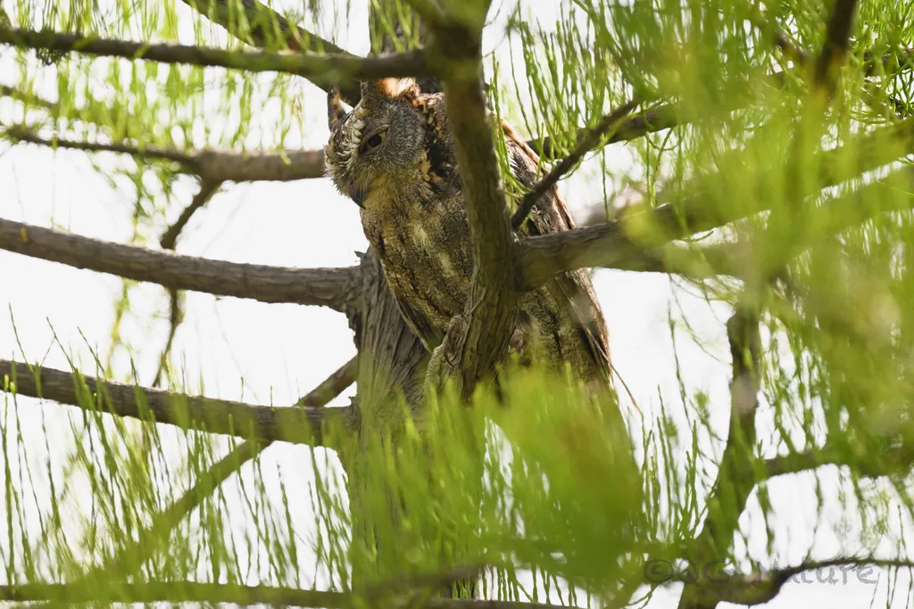 红角鸮(Otus sunia)