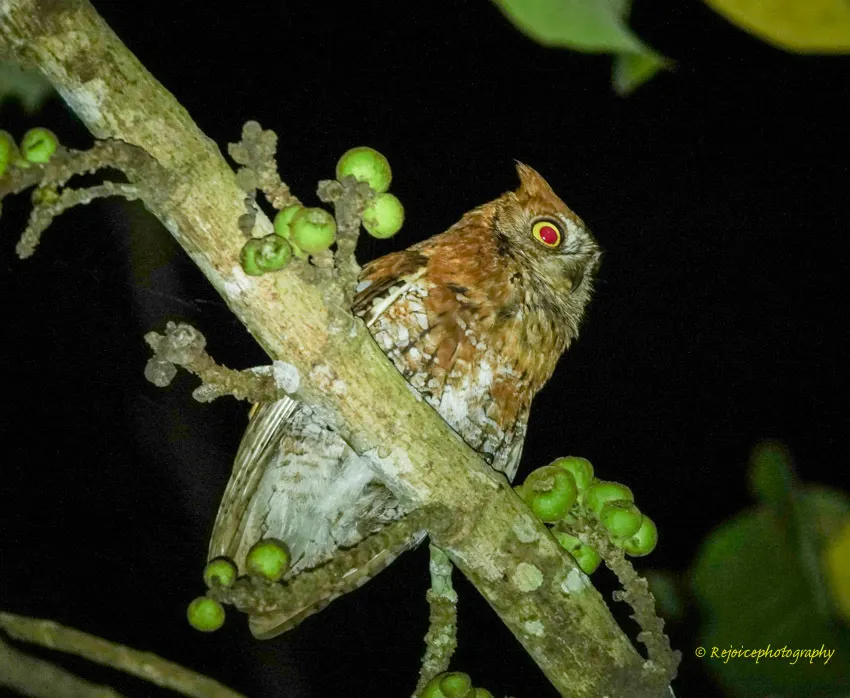 红角鸮(Otus sunia)