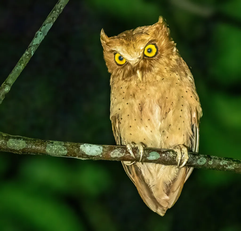斯里兰卡角鸮(Otus thilohoffmanni)