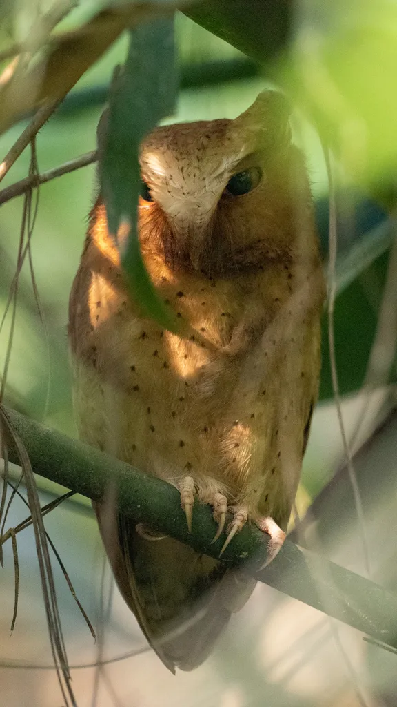 斯里兰卡角鸮(Otus thilohoffmanni)
