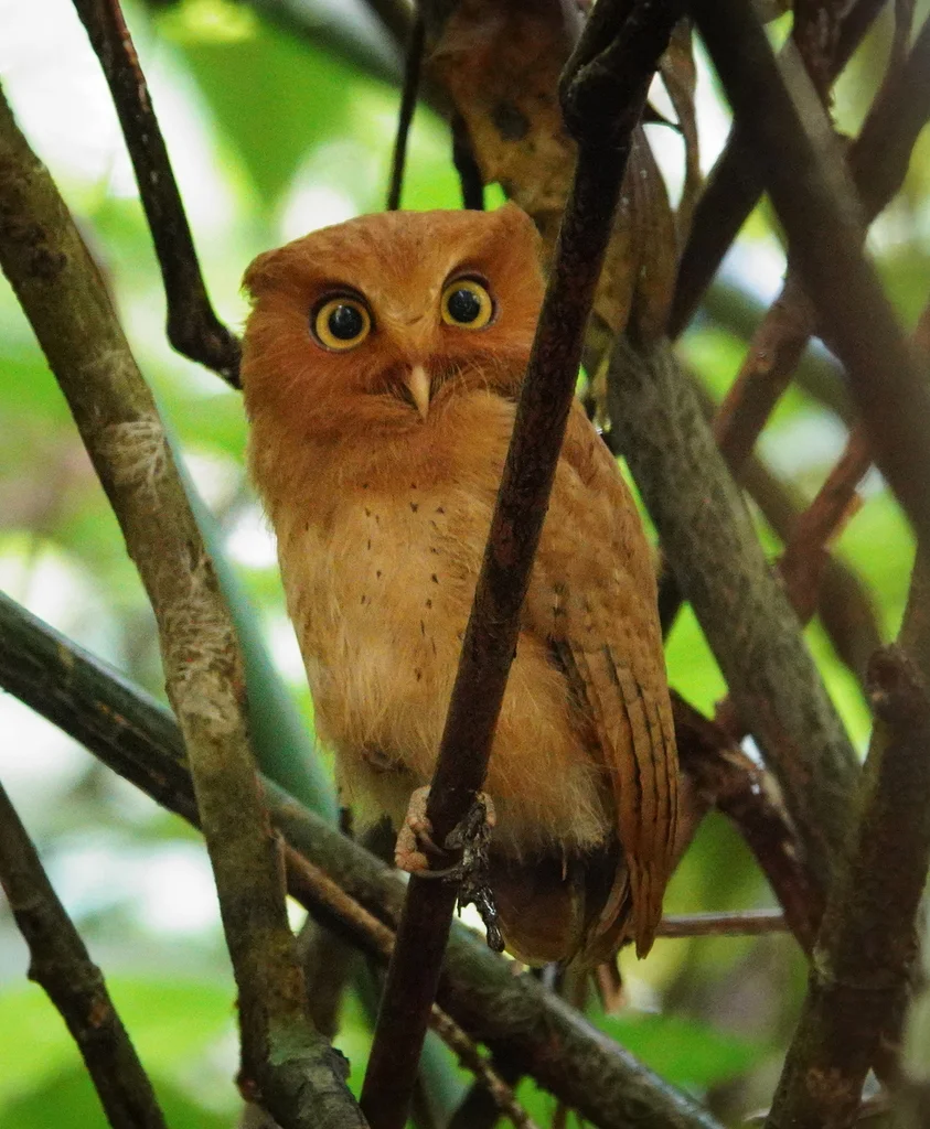 斯里兰卡角鸮(Otus thilohoffmanni)