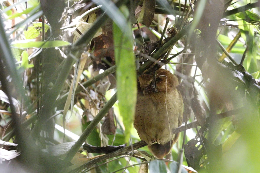 斯里兰卡角鸮(Otus thilohoffmanni)