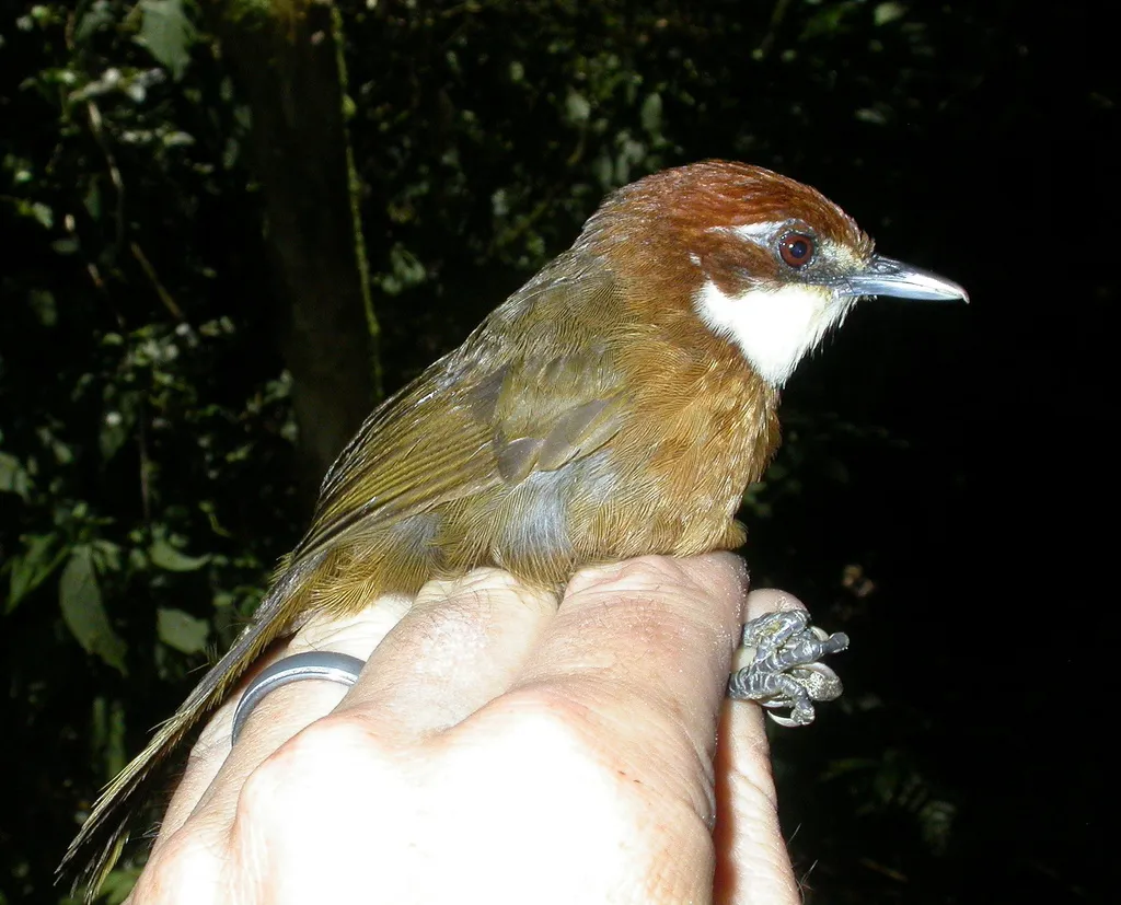 白喉马岛莺(Oxylabes madagascariensis)