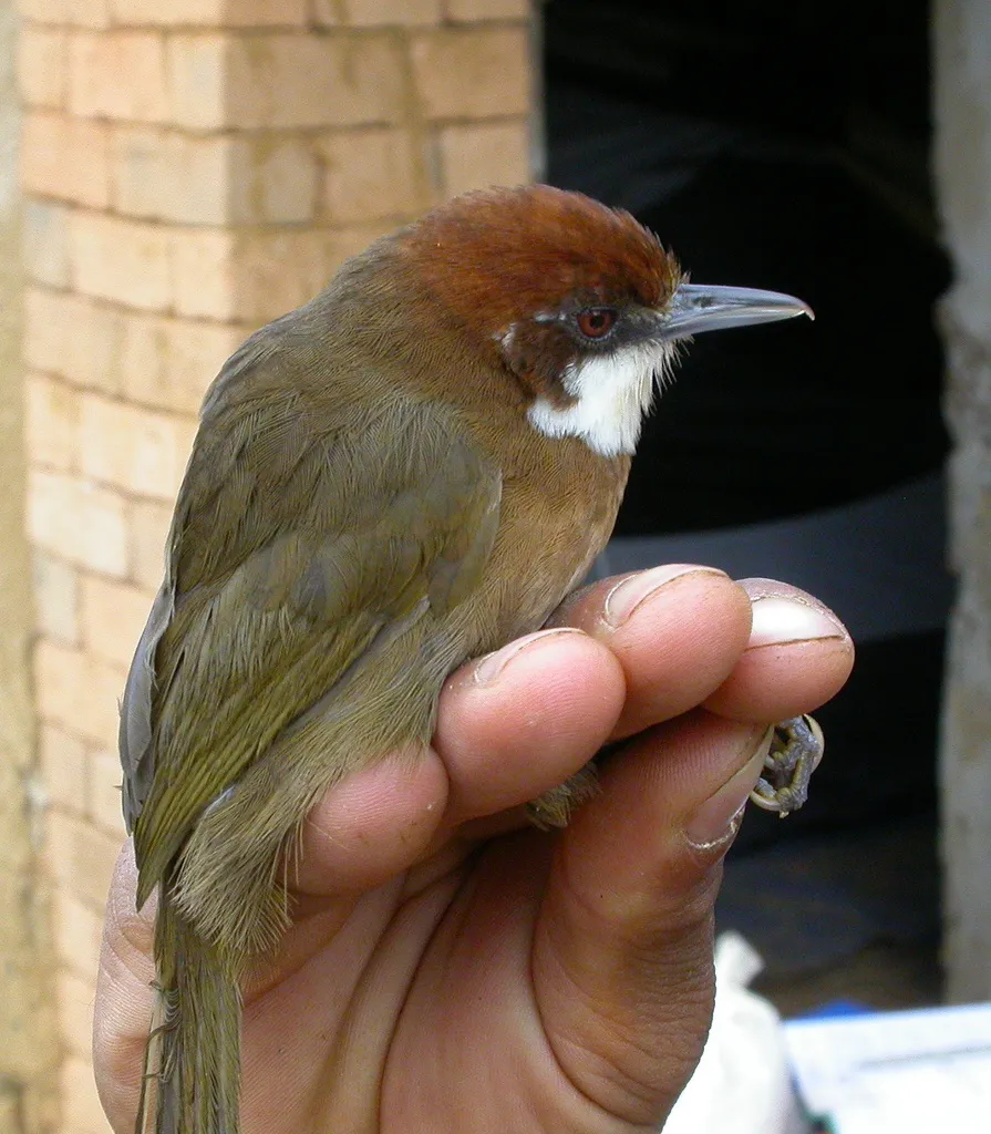 白喉马岛莺(Oxylabes madagascariensis)