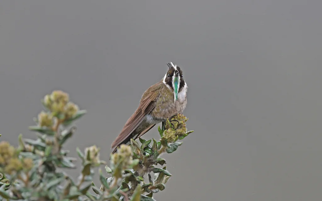 髯蜂鸟(Oxypogon guerinii)