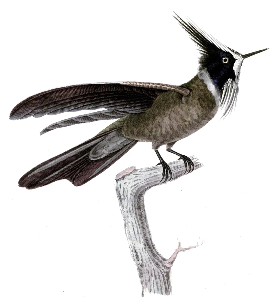 白髯蜂鸟(Oxypogon lindenii)