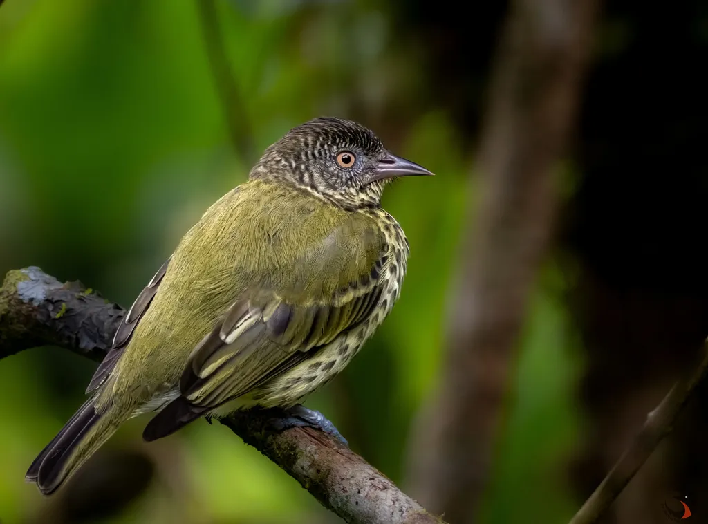 尖喙霸鹟(Oxyruncus cristatus)