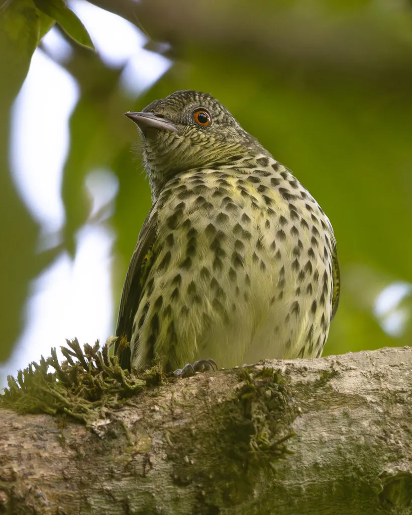 尖喙霸鹟(Oxyruncus cristatus)