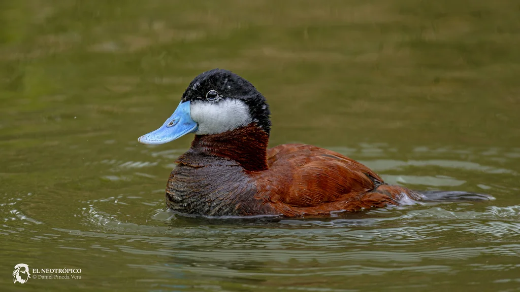 棕硬尾鸭(Oxyura jamaicensis)