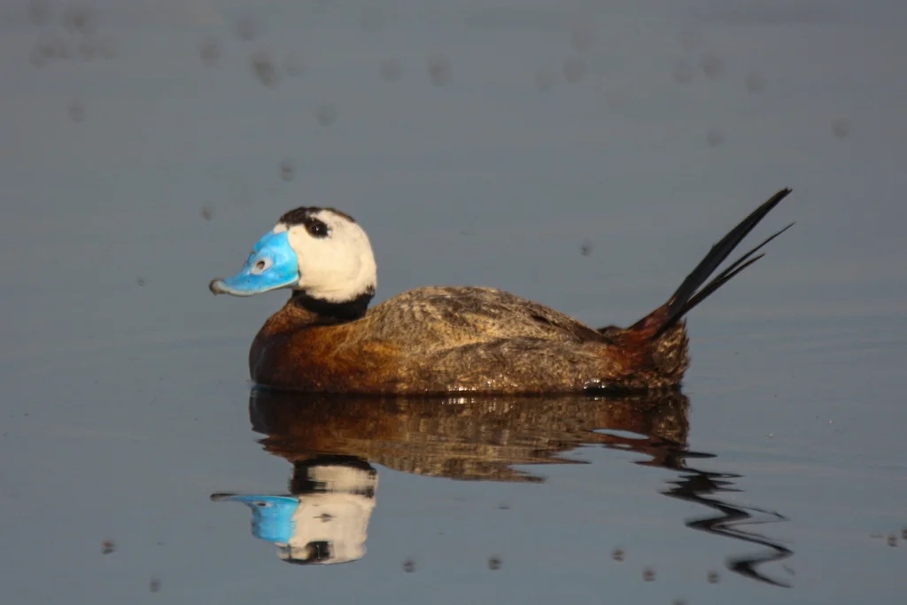 白头硬尾鸭(Oxyura leucocephala)