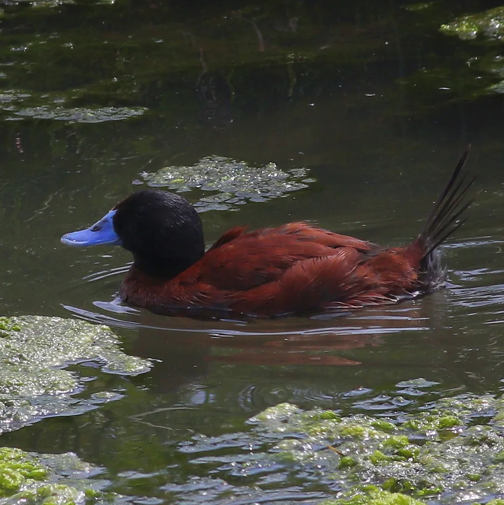 南美硬尾鸭(Oxyura vittata)