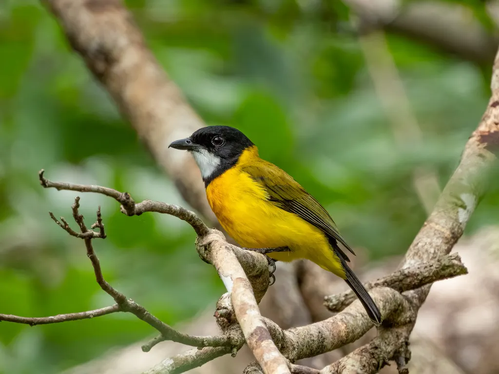 帝汶啸鹟(Pachycephala calliope)