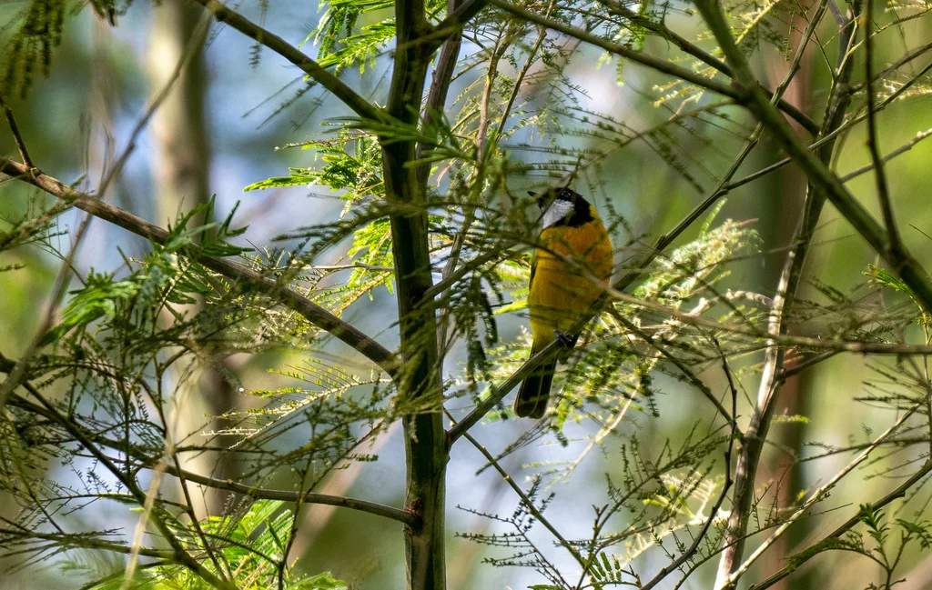 帝汶啸鹟(Pachycephala calliope)