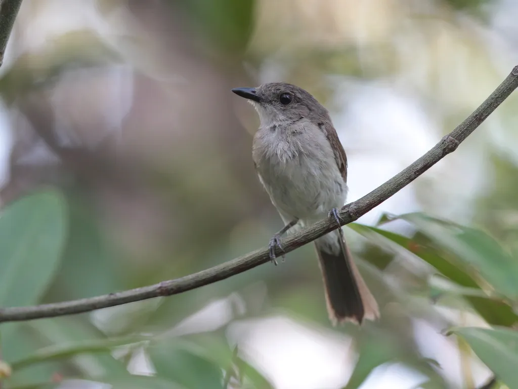 红树啸鹟(Pachycephala cinerea)