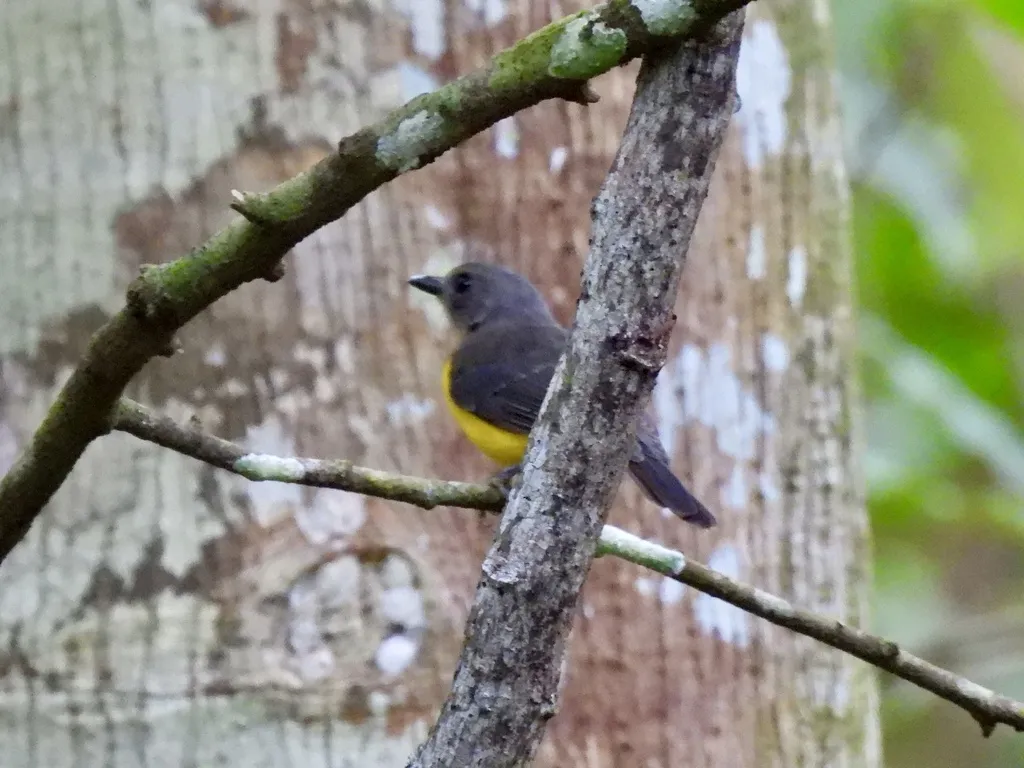黄额啸鹟(Pachycephala flavifrons)
