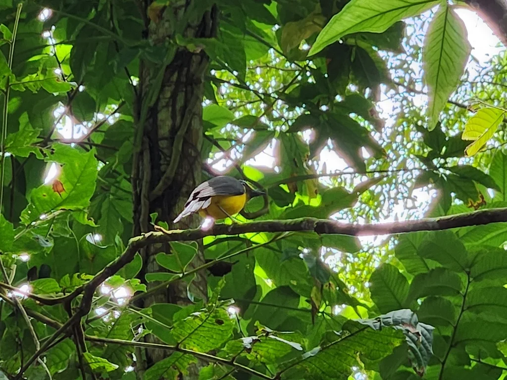 黄额啸鹟(Pachycephala flavifrons)