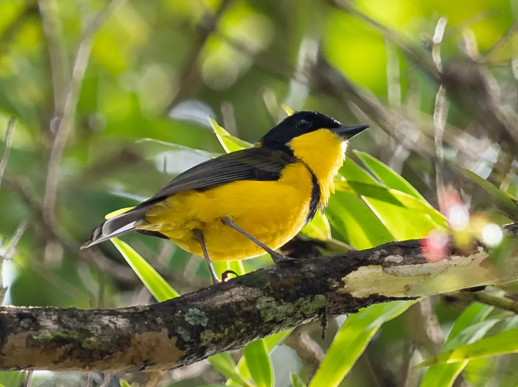 黄喉斐济啸鹟(Pachycephala graeffii)