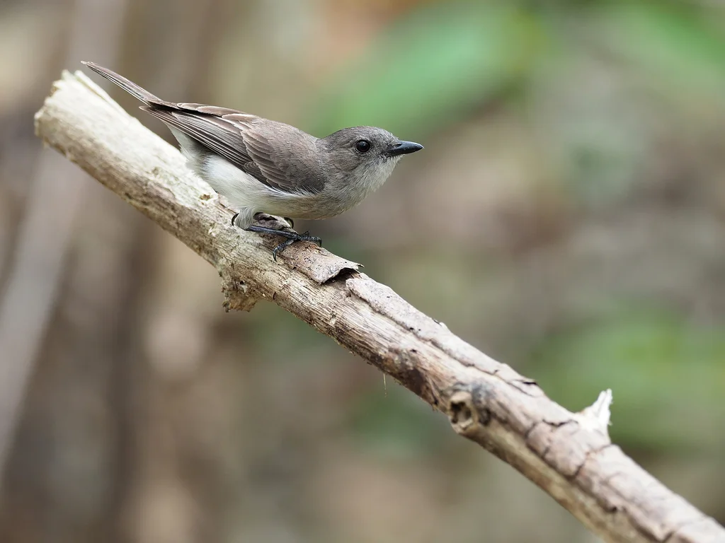 褐啸鹟(Pachycephala griseonota)