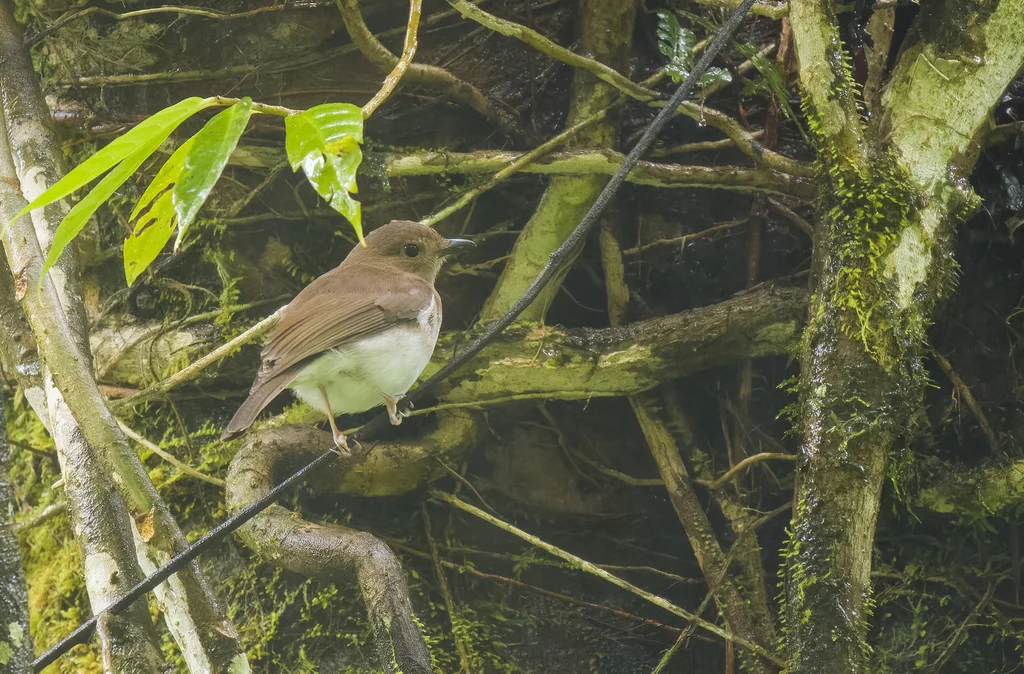 白臀啸鹟(Pachycephala homeyeri)