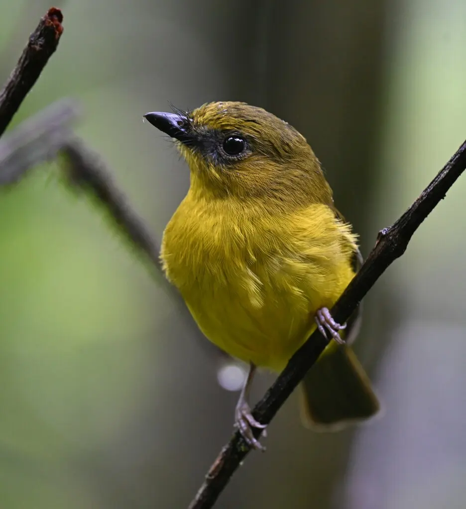加里啸鹟(Pachycephala hypoxantha)