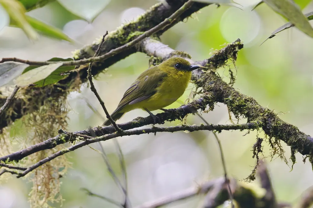 加里啸鹟(Pachycephala hypoxantha)