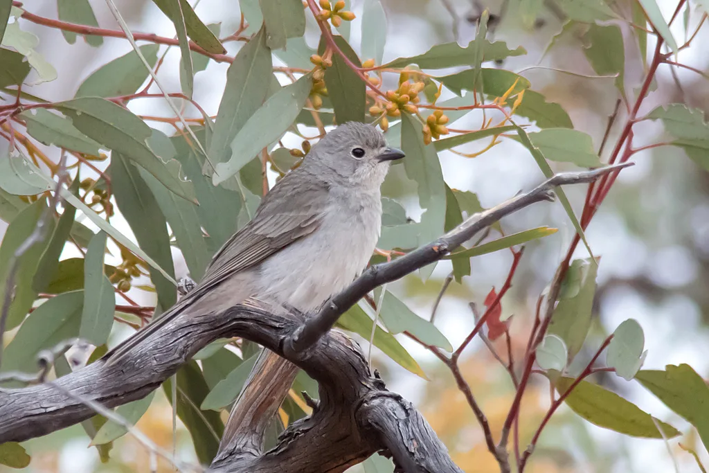 吉氏啸鹟(Pachycephala inornata)